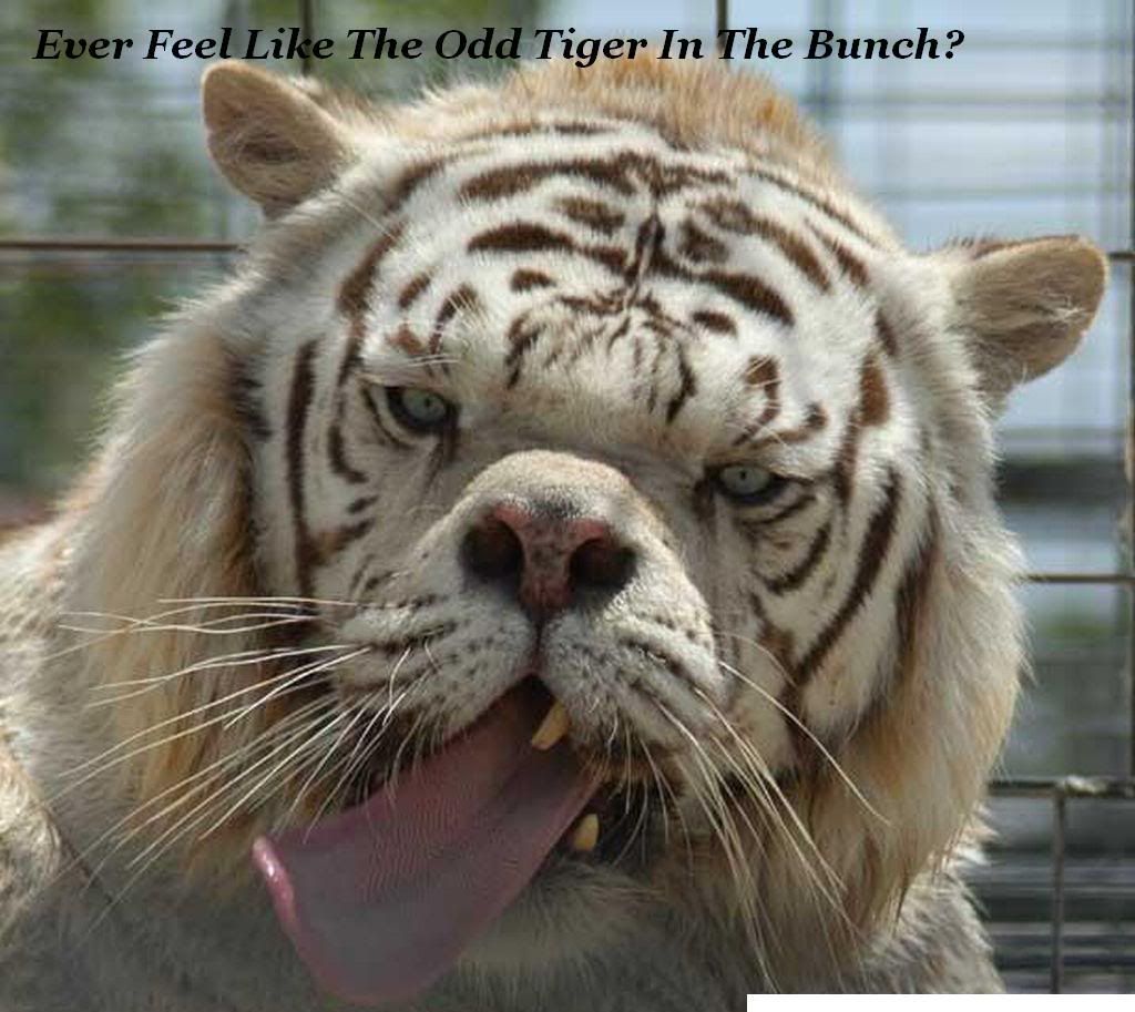 ugly tiger