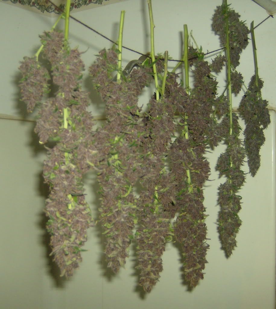 Purple Urkle Seeds