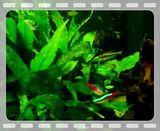 File Attachment: