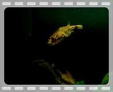 File Attachment: