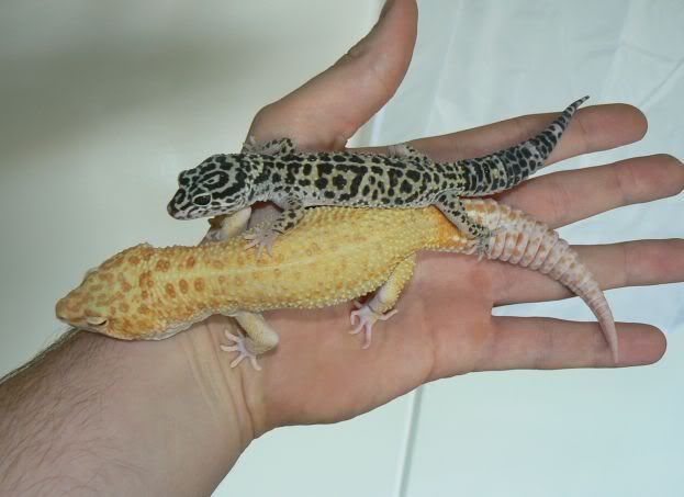 afghanicusRaptor.jpg