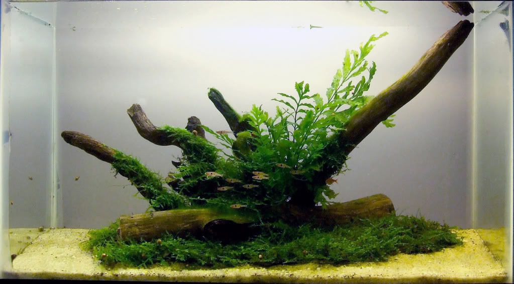xmas moss tank+Paludariumnew better pic - The Planted Tank Forum