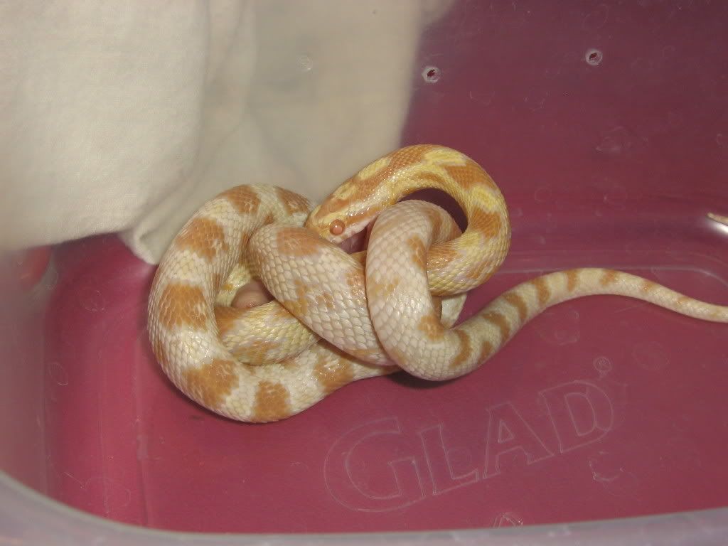 CornSnakes412.jpg