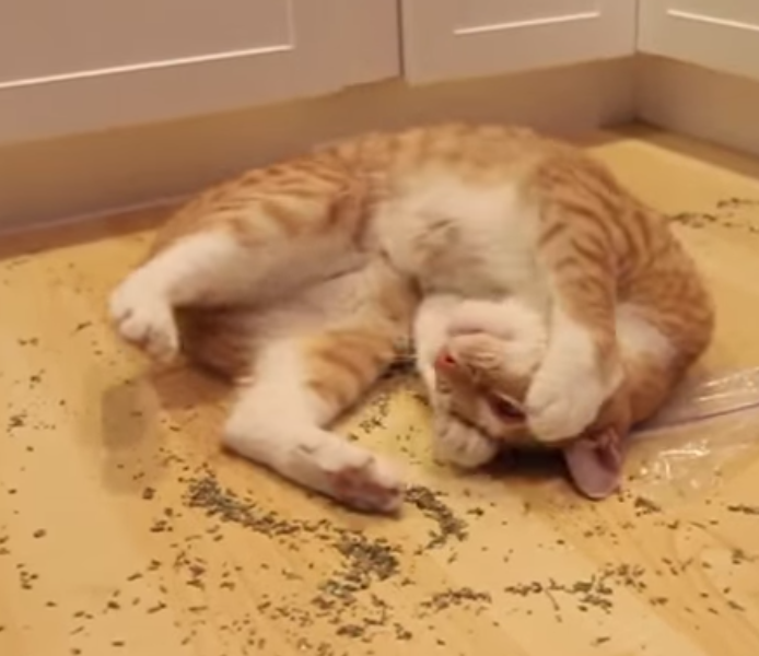 อาการเมื่อเจอCatnip