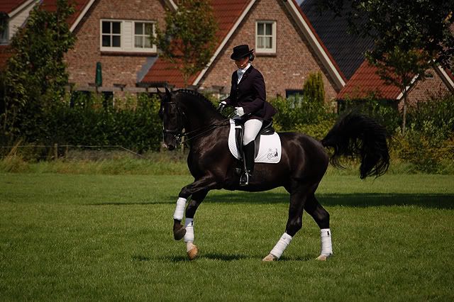 Dag Van Het Gelders Paard; Zethar & Rubus B ! • Bokt.nl