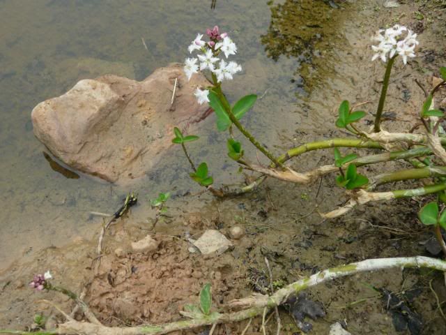 [Image: BogBean.jpg]