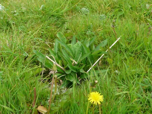 [Image: Devils-bitScabious.jpg]