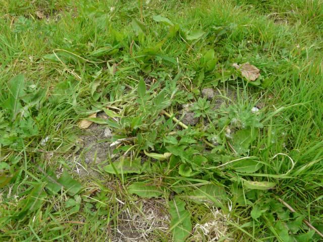 [Image: FieldScabious.jpg]