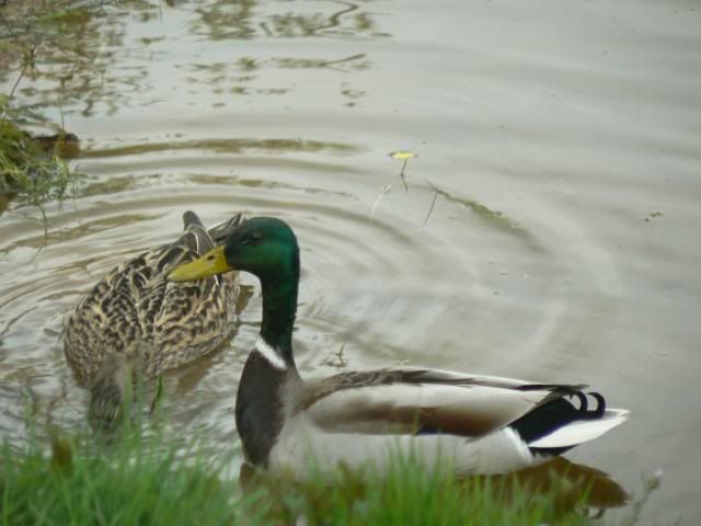 [Image: MallardsinPond5510005.jpg]