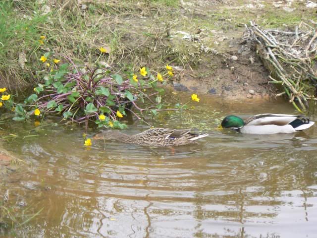 [Image: MallardsinPond5510009.jpg]