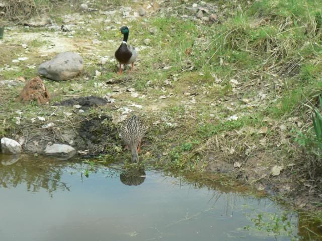 [Image: MallardsinPond5510024.jpg]