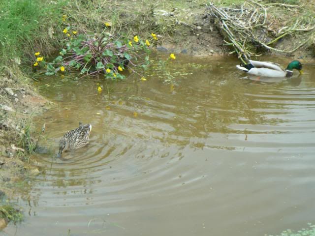 [Image: MallardsinPond5510026.jpg]