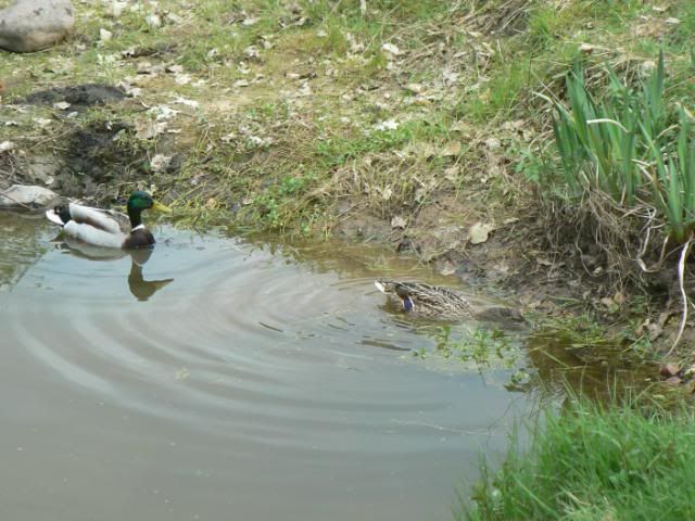 [Image: MallardsinPond5510028.jpg]