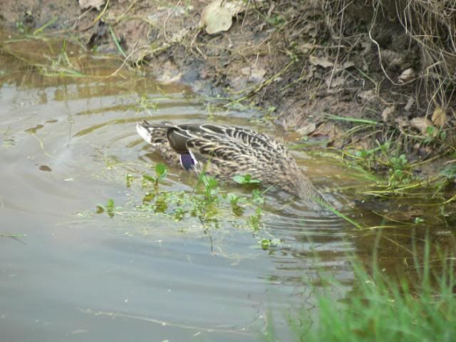 [Image: MallardsinPond5510029.jpg]