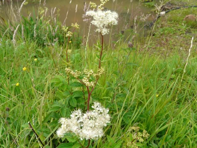 [Image: MeadowSweetKnapweed.jpg]