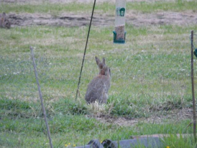 [Image: RabbitatBirdFeeder001.jpg]