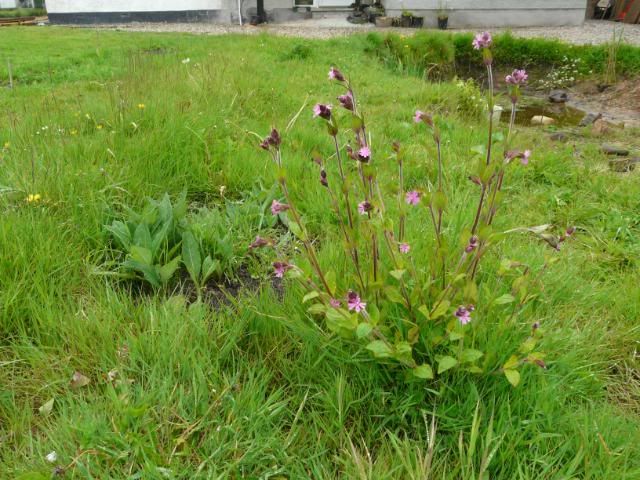 [Image: RedCampion.jpg]