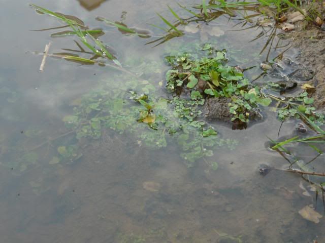 [Image: RoundLeavedWaterCrowfoot.jpg]