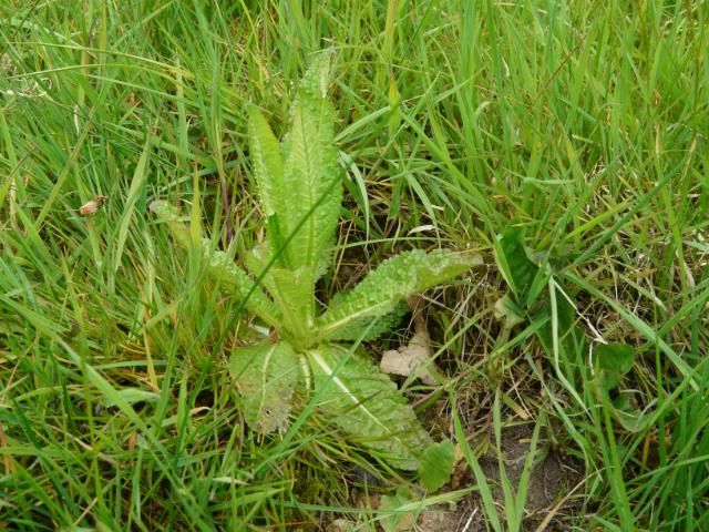 [Image: Teasel.jpg]