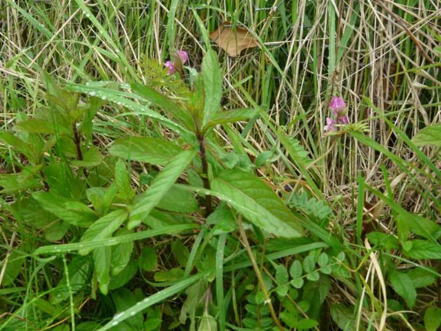 [Image: WaterMintWoodVetch.jpg]