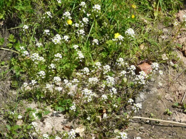 [Image: WaterParsley.jpg]