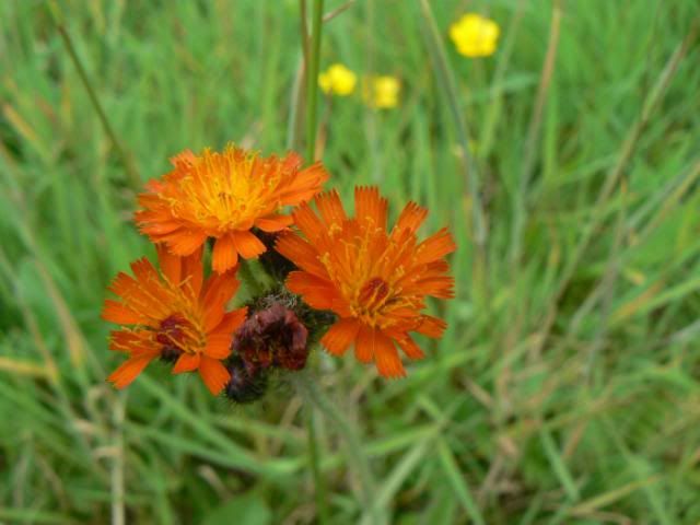 [Image: WildFlowers2710011.jpg]