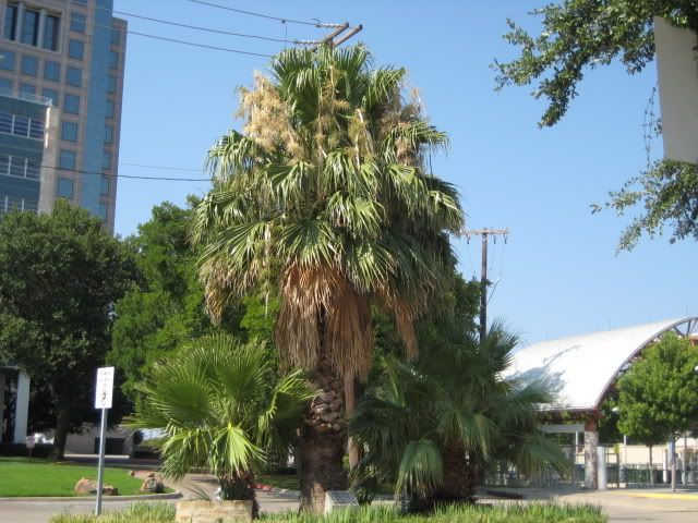 DallasPalms006.jpg