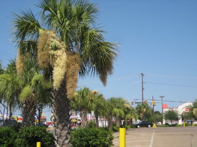 DallasPalms012.jpg