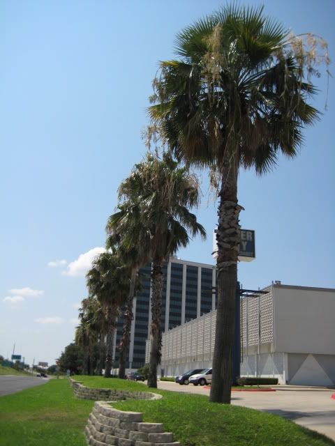 DallasPalms066.jpg