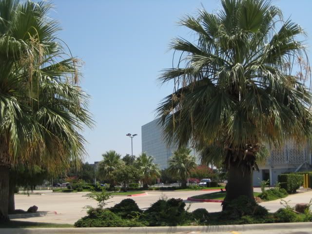 DallasPalms074.jpg