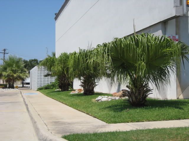 DallasPalms081.jpg