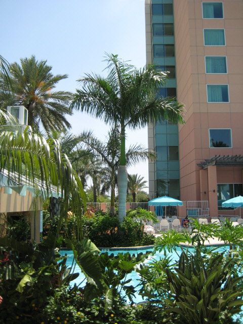 Galveston6-2007RoyalPalm.jpg