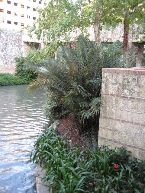 SanAntonio036.jpg