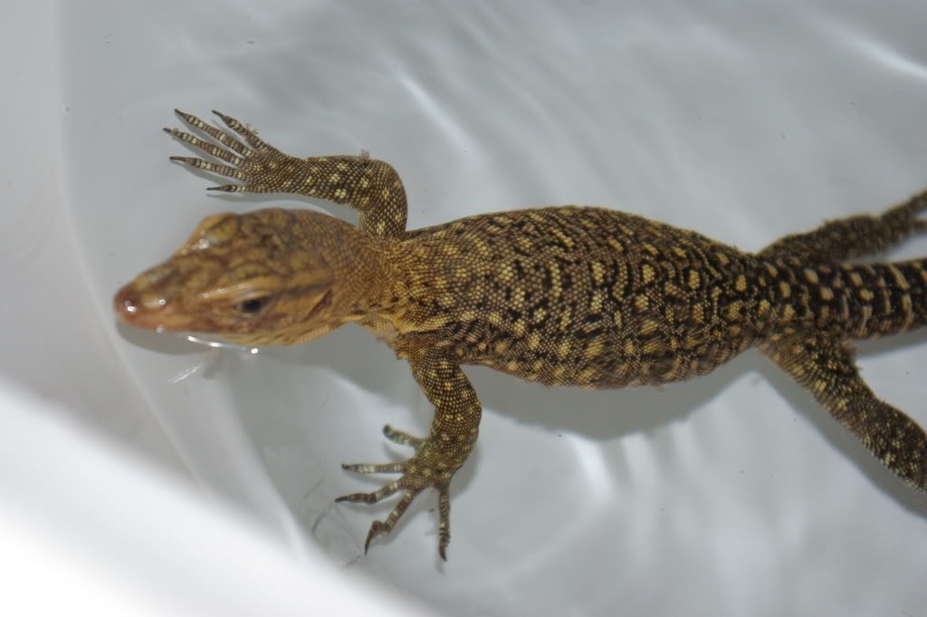 Quince monitors (Varanus melinus) for sale (West Sussex) Reptile Forums