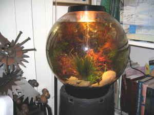 biorb aquarium weird tank