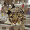 dancingcat.gif