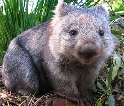 wombat Pictures, Images and Photos