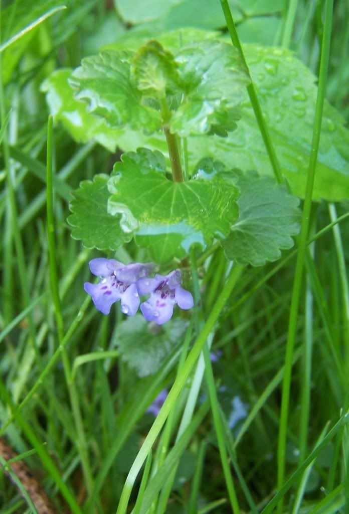 ground ivy Pictures, Images and Photos