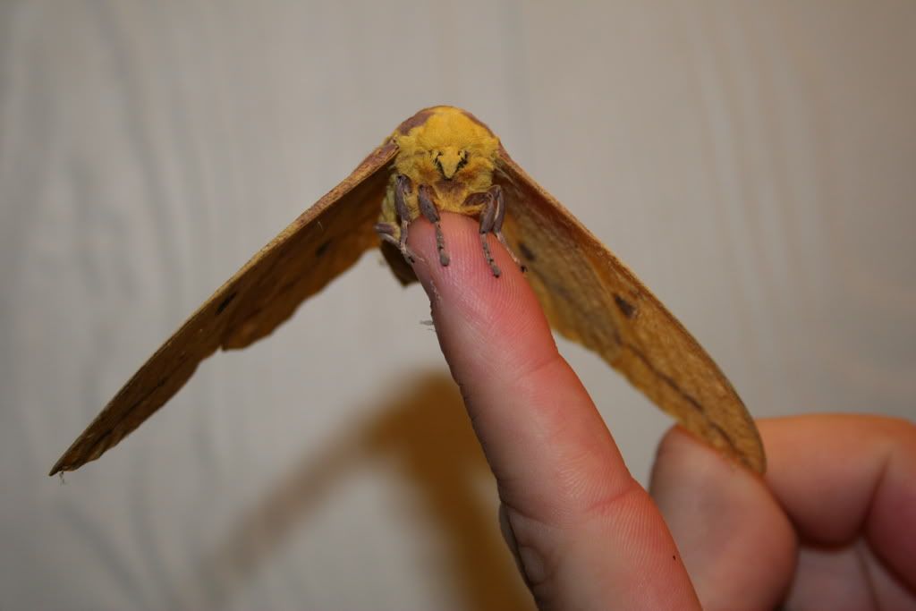 Imperial Moth 2 Pictures, Images and Photos
