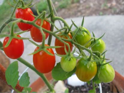 Grape Tomato July