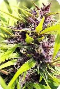 Purple Kush Pictures, Images and Photos