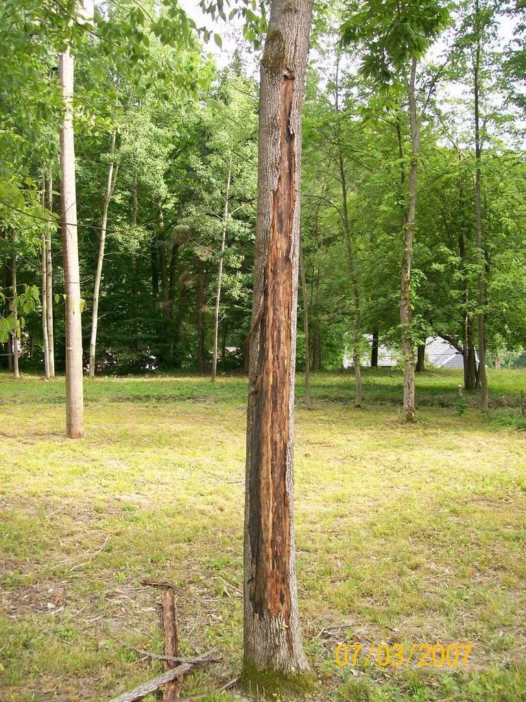 Tree problem.......Bark falling off