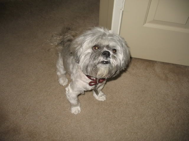 Lizzie2008-1.jpg