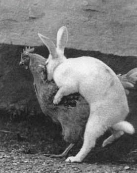 rabbit-humping-776469.jpg