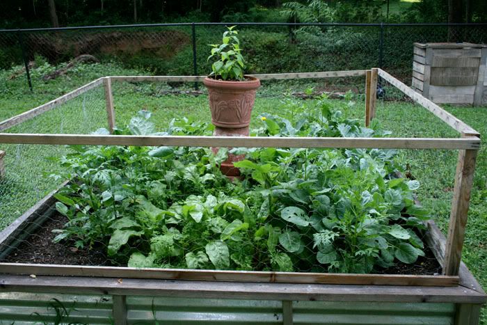 Spaghetti Squash Companion Plant Spaghetti Squash