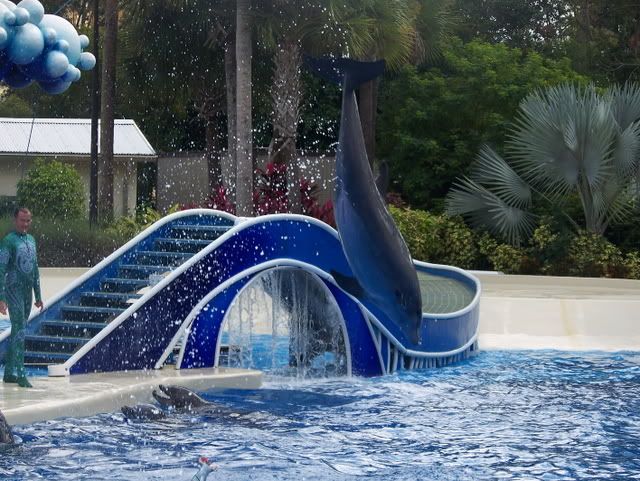 Delphin-Show. ♥