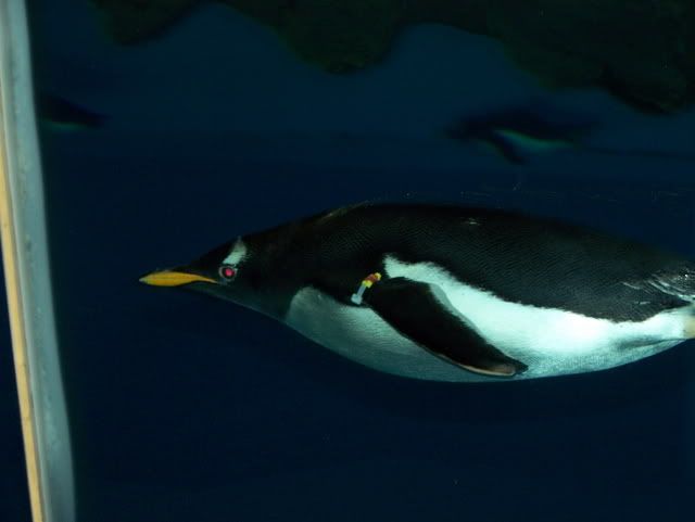 Ein Bild speziell für meine Pinguin-Süchtigen Freunde. 
