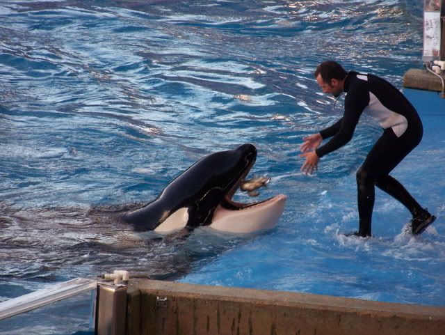 Orca-Wal-Show. MJAAAM!!!