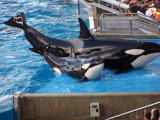 Süüüß, oder? Baby-Orca und Erwachsener-Orca.