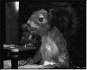 1236162429_squirrel_drinking_guinness.gif